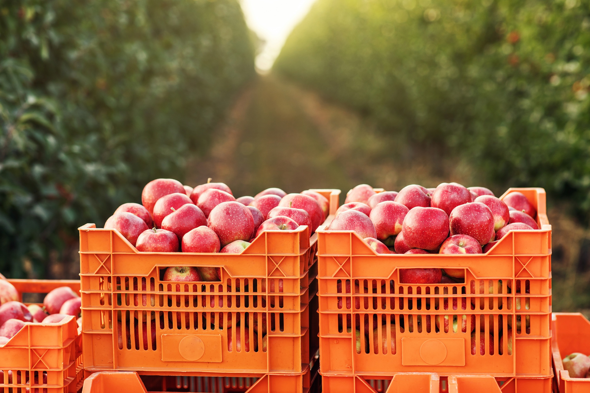 Organic fruit harvest season, nature and agribusiness, trade and business